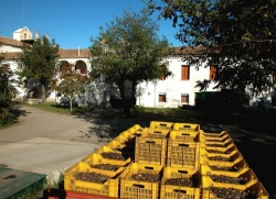 Tenute Agricole Baroni de Rosis, Azienda