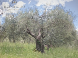 Il Cortiglio - Rocca Normanna, Olio di oliva