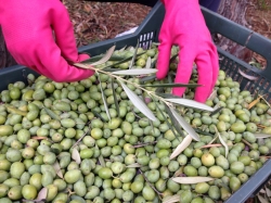 ERMMA' azienda agricola Sansone, Olio di oliva